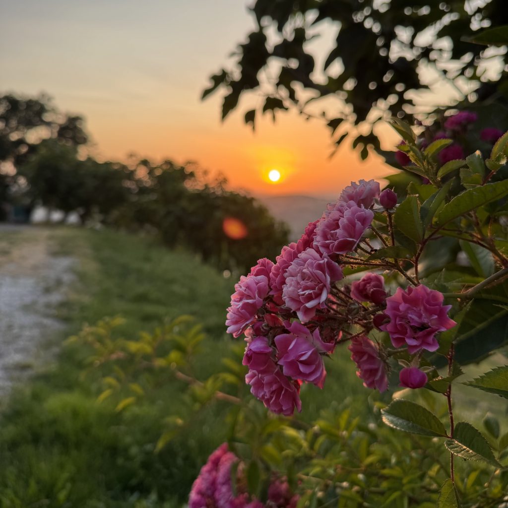 Sonnenuntergang photographiert durch die Feigenbäume